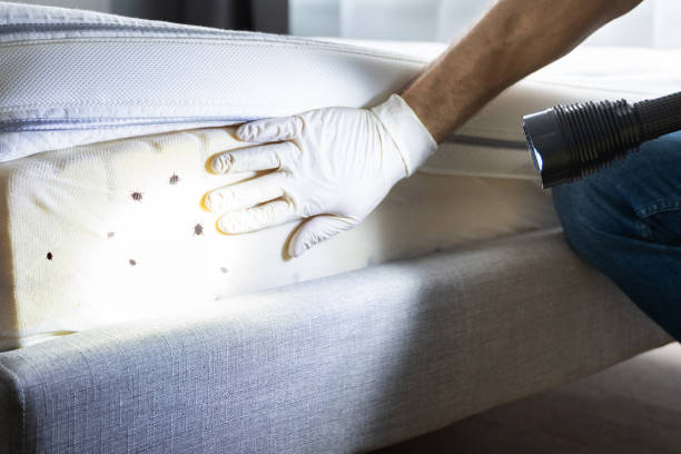 Best Emergency Pest Control  in Williston, FL