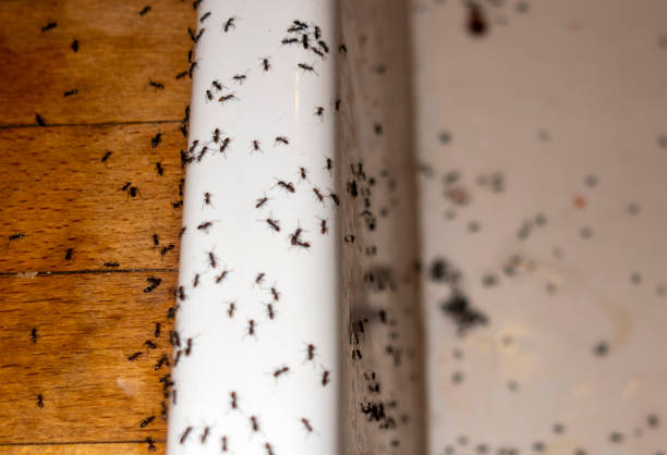 Best Pest Control for Restaurants  in Williston, FL